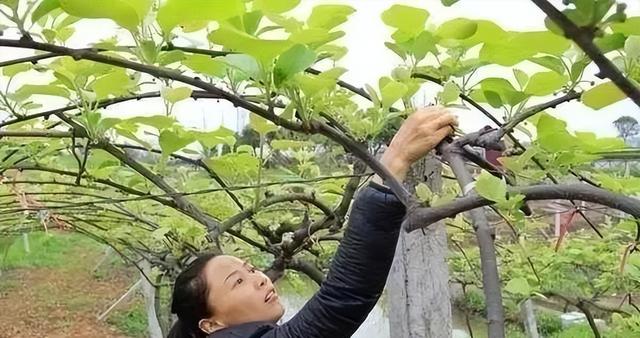 猕猴桃树 猕猴桃树（猕猴桃树苗的种植方法） 生活
