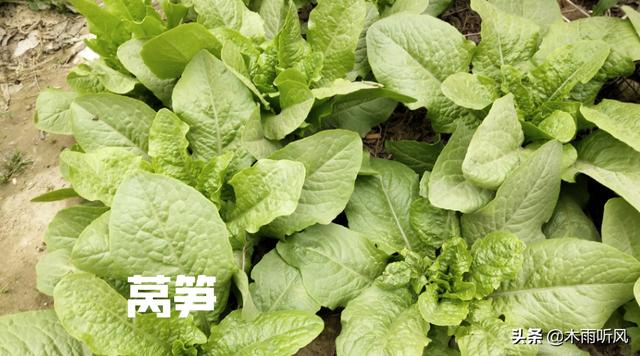 种植莴笋，施什么肥料长得粗壮？掌握施肥技术，让莴笋长得更粗壮