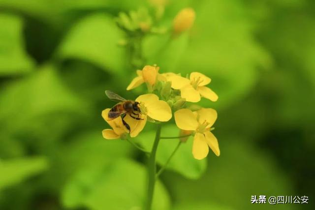 叮~请查收川警院专属明信片
