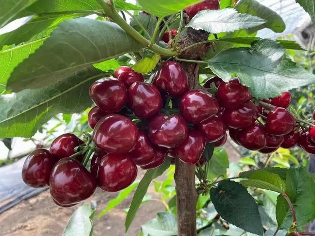 大樱桃树苗哪个品种好(樱花树苗价格多少钱一棵)