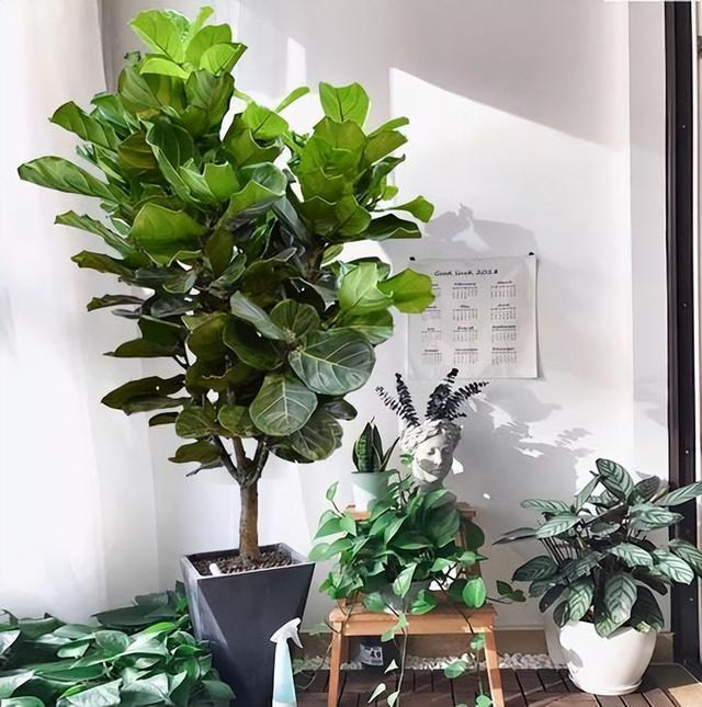 适合客厅又旺宅的植物(客厅最旺财的植物)