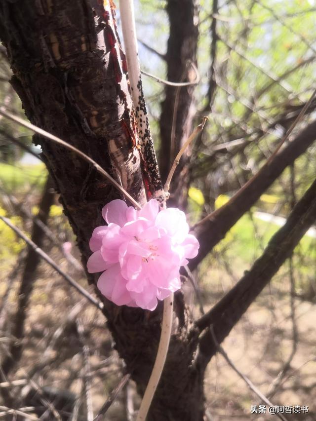 榆叶梅，是绿叶对鲜花的赞美，更是花与叶的相互点缀，相依相偎
