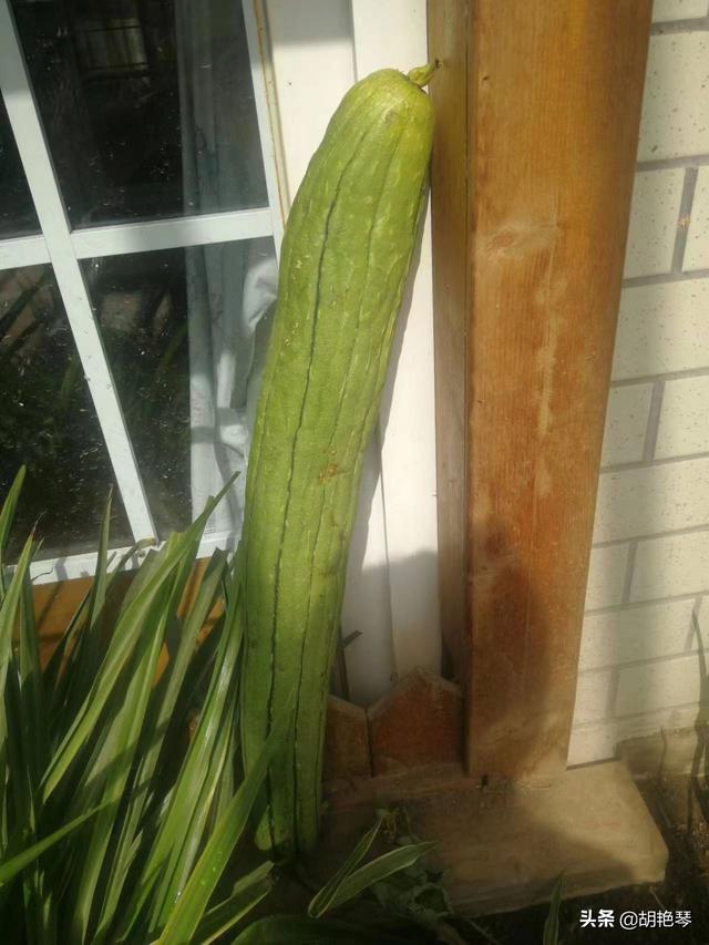 古诗词里的丝瓜，既秀色可餐，又多才多艺