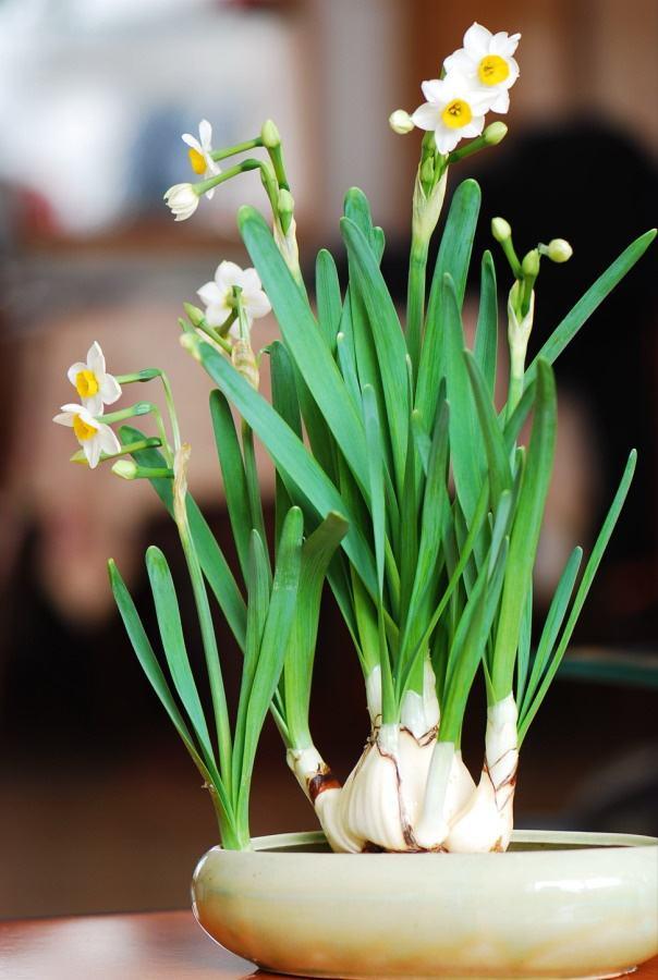 风信子花香有毒吗