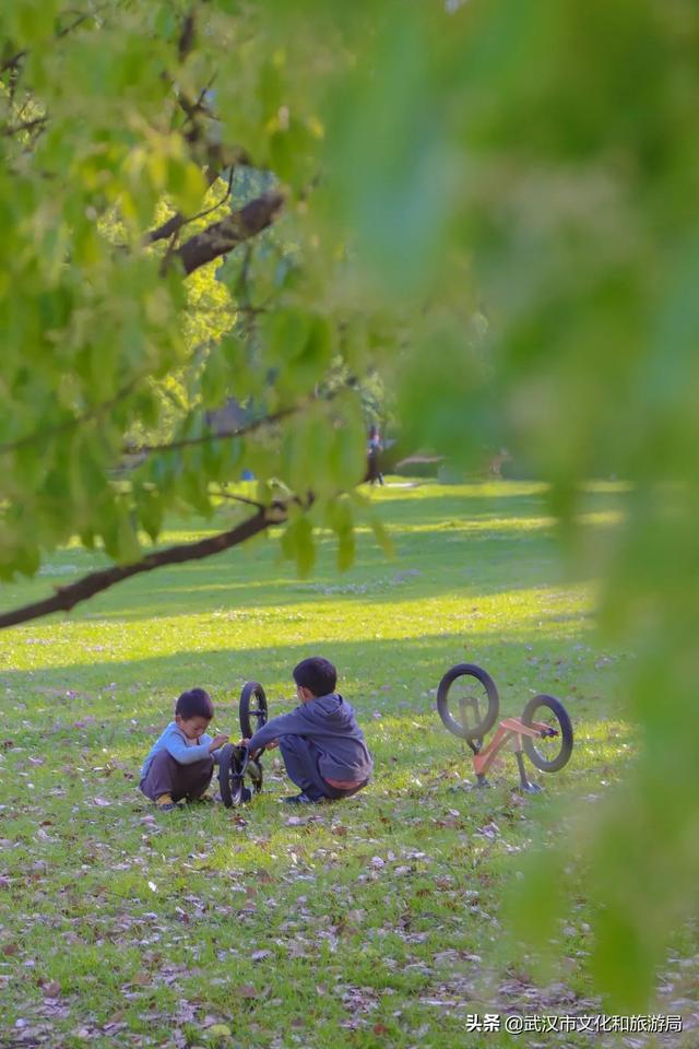 你好，珞珈山的夏天……