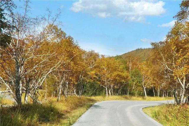 吉林 长白山 遍地倒木 原始森林里的 鲸落万物生 Zh中文网