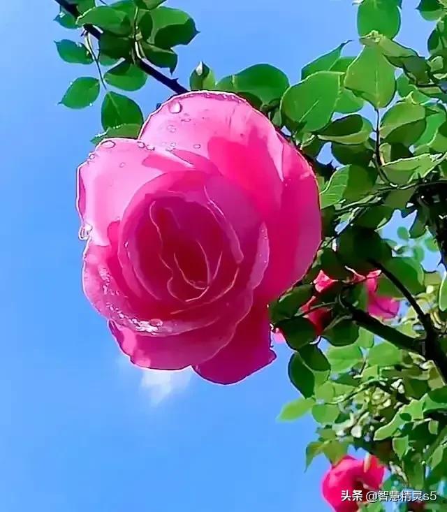 每个背井离乡的人，都是梦想家