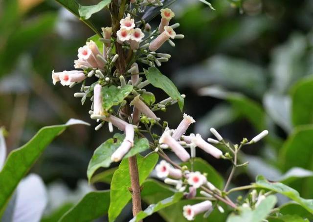 青团用什么草做的 艾草和青蒿的区别图片 东哥百科
