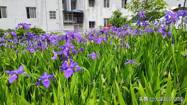 春归时，我把春天收藏