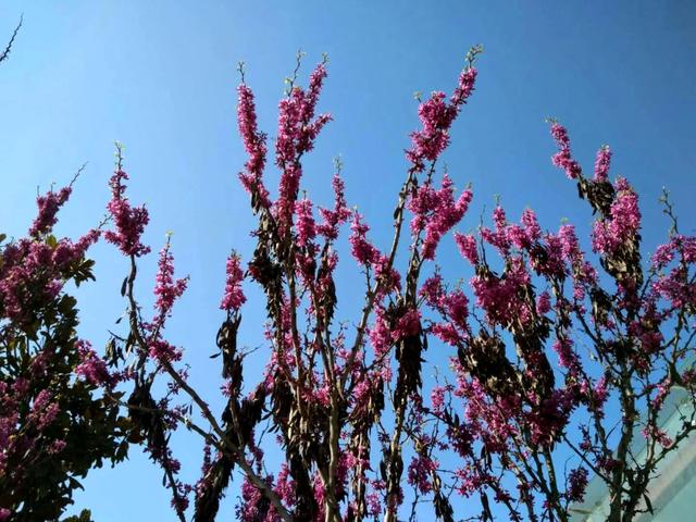 #把春天装进旅途 芳菲向暖，星辰与我共赏桃花