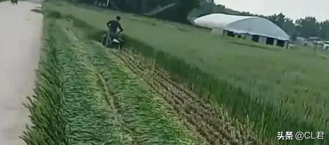 粮价大涨，农户却选择割掉麦苗，一亩1500元卖掉，是对还是错？