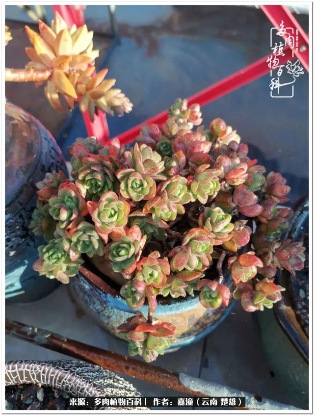 玉蝶铜芯电线价格表4平方,玉蝶铜芯线今日价格