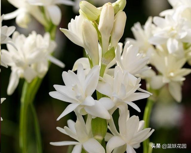 晚香玉 晚香玉（晚香玉花语） 生活