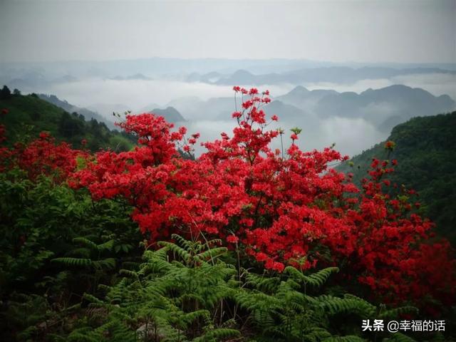 映山红开了，太漂亮了