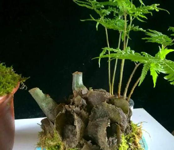 乡下野生的花有哪些（7种野生保护花再漂亮也别买）(2)