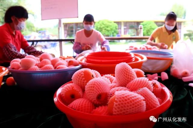 广州从化枇杷上市，预计可以销售到5月中旬
