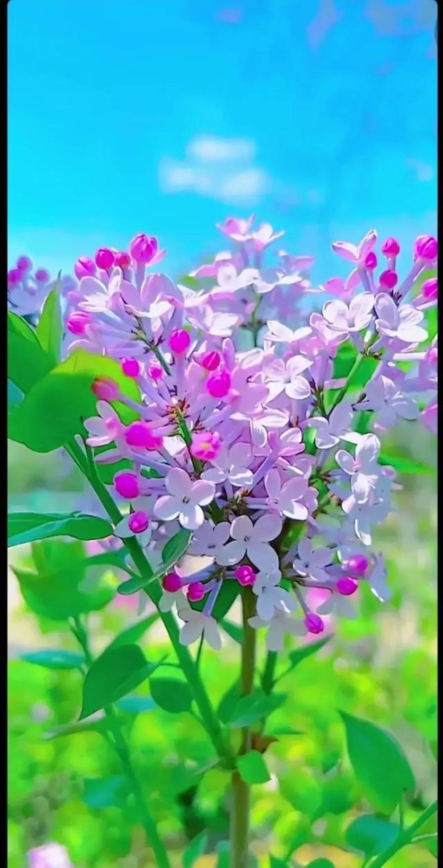 给我鼓掌掌，智慧精灵撒花了