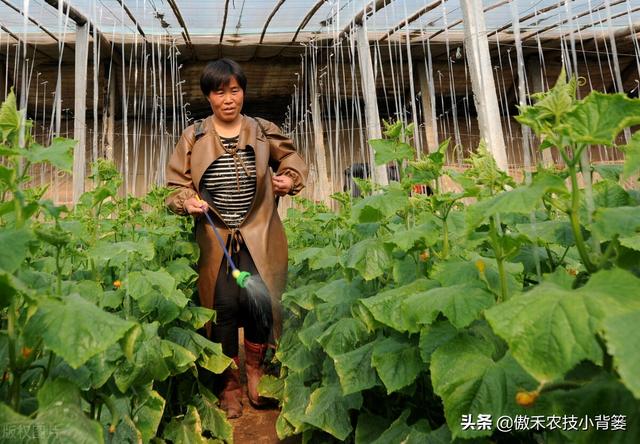 芸苔素内酯和胺鲜酯（DA-6），哪个更适合在冬季低温环境下使用？7