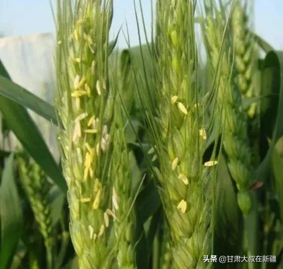 今日是四月初一，老话“四月怕初一，风雨麦不收”啥意思？怕啥？