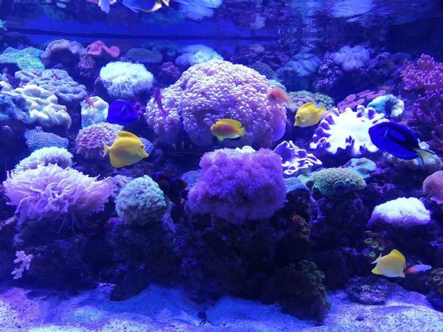 不可思议！科学家在太平洋中发现奇异的“黄砖路”，究竟怎么回事