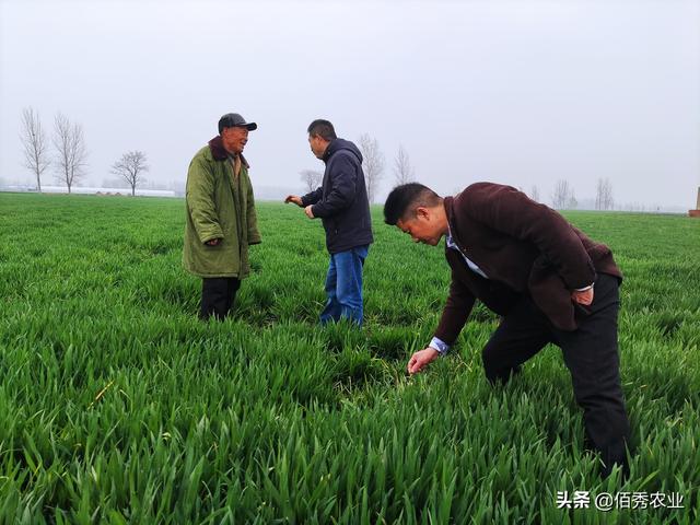 危害小麦的“红蜘蛛”，农民不要多花冤枉钱，低成本防治也有效4