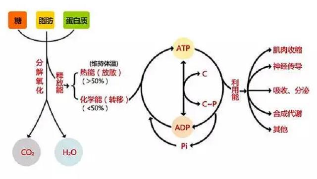 地球上为什么选择碳基生命，硅基生命真的存在？会不会来攻占地球