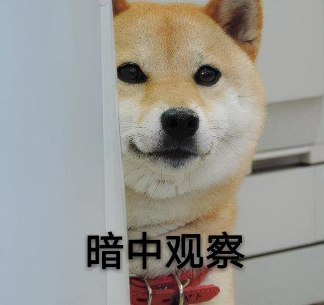 1.暗中观察虽然狗狗看起来总是很骄傲很迷人,但是