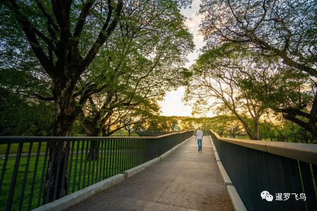 泰國旅行新打卡地：曼谷綠肺中央公園完工，市中心的湖景森林濕地