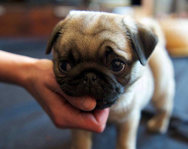 狗狗把下巴靠在人身上(狗狗黑下巴是什么原因)-艾拉养犬