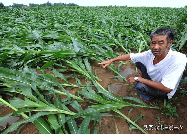 这六种叶，只要往小麦玉米地一喷，穗大穗多，粒饱，亩产1600斤6