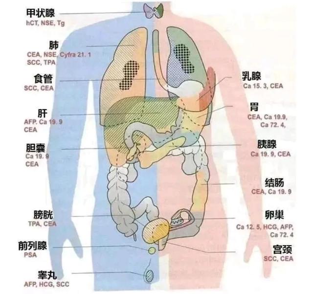 ca724he和细胞角化蛋白片段