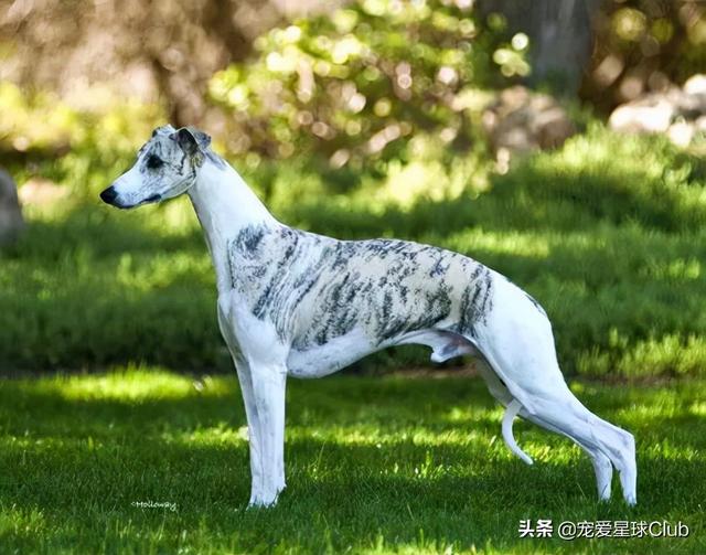 惠比特犬