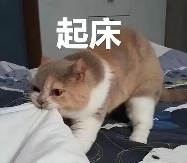 (4)猫咪每次早早喊你起床,或者半夜骚扰你,其实可能只是在确认,铲屎官