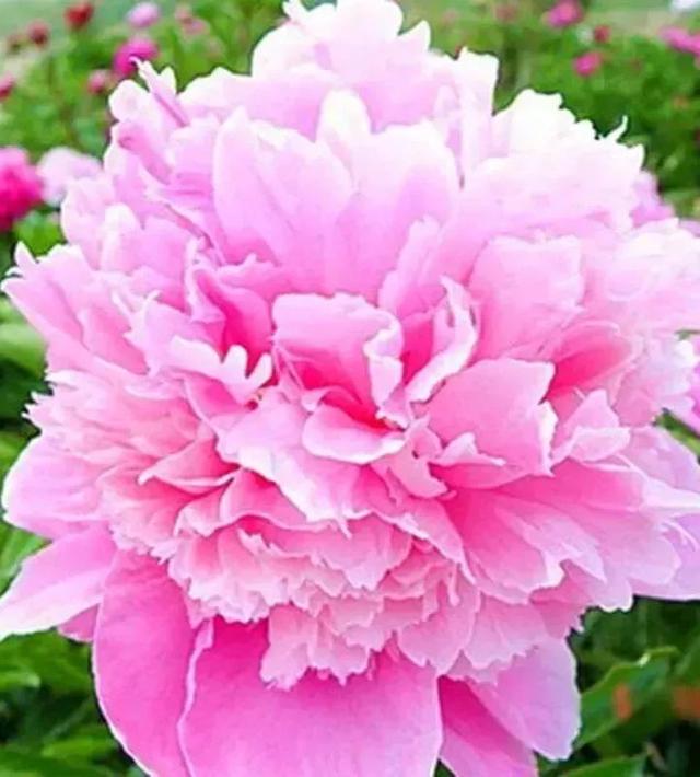 牡丹、芍药大比拼，到底谁最美