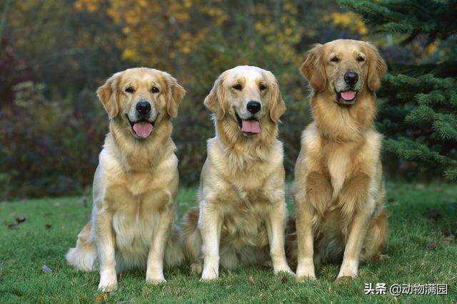 金毛巡回猎犬