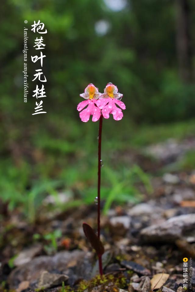 黄石洗砂机哪家便宜