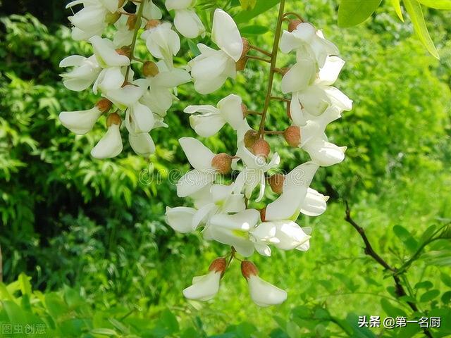 野菜有哪些 野菜有哪些（能吃的野菜有哪些） 生活