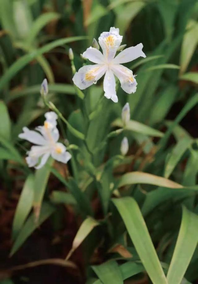 黄菖蒲 黄菖蒲（黄菖蒲属于什么类植物） 生活