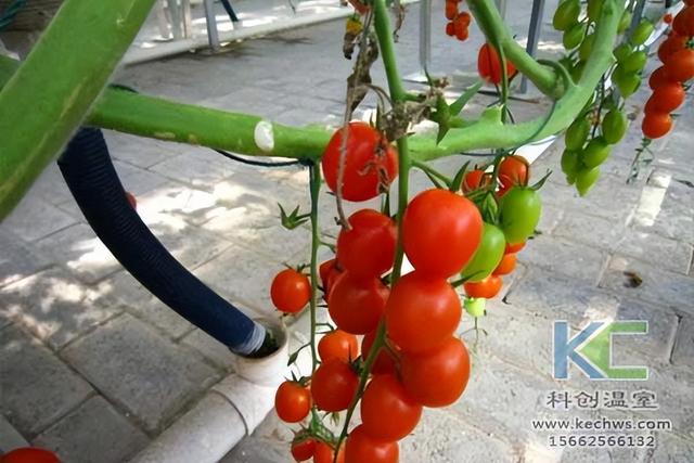 西红柿立枯病在农业方面上的防治措施