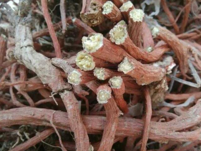 丹参和三七，哪个才是疏通血管的“扛把子”？两种药一起吃如何？