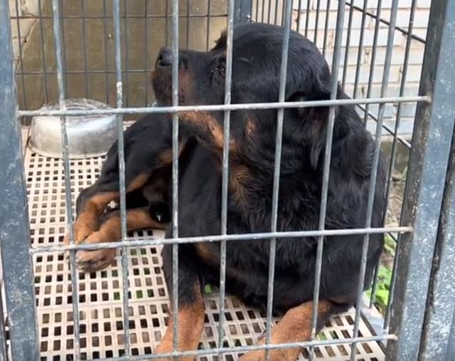 黑色罗威纳犬狗仗人势（豫西小丁全网人仗狗势）(26)