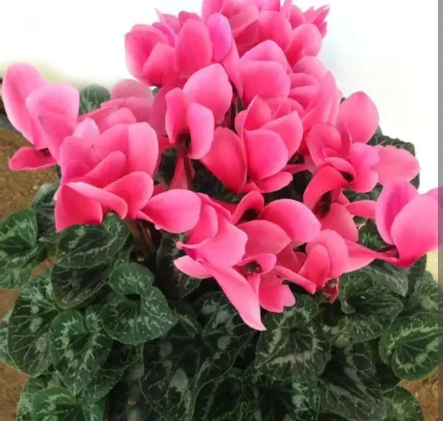 Cyclamen leaves turn yellow in summer. Do these 4 things quickly to ...