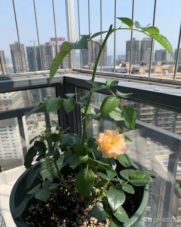 月季花的养殖方法 月季花的养殖方法（月季花的养殖方法和注意事项有哪些） 生活