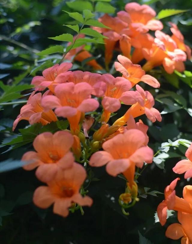 凌霄花开红艳艳