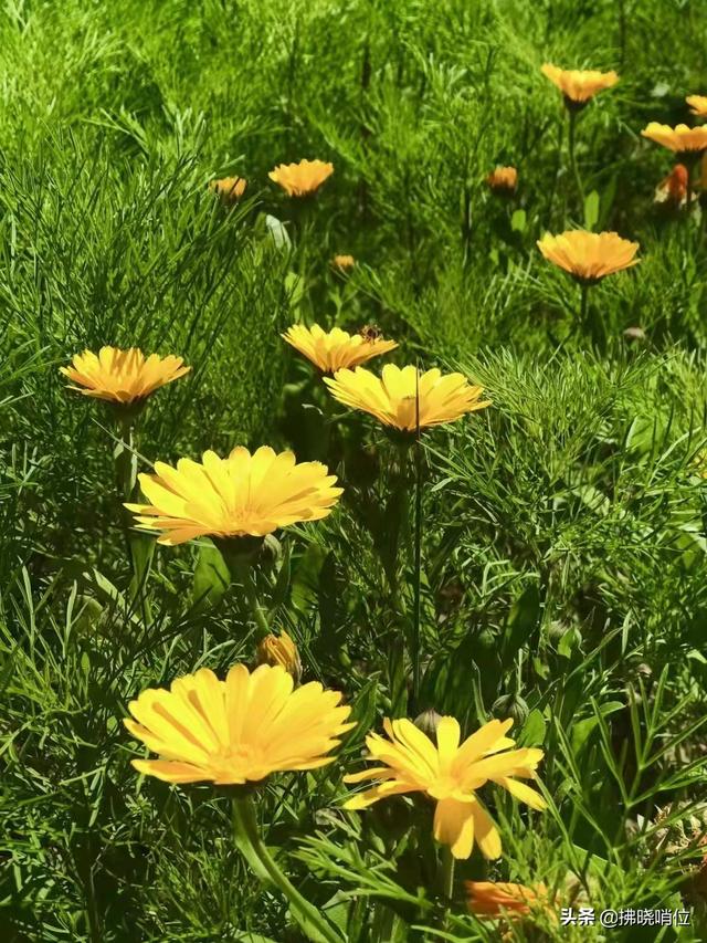 清明，流在血脉里的眷恋时节