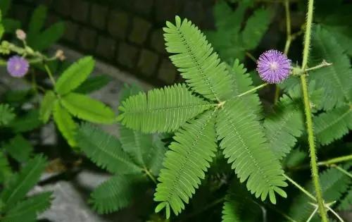 彼岸花为什么不能养（彼岸花为什么不能养科学说法）