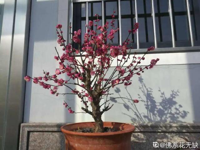 漳州鹅卵石制砂机厂家_哪里有天然鹅卵石