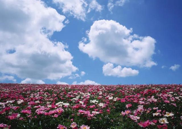 鲜花争艳，美景如画，令人心旷神怡