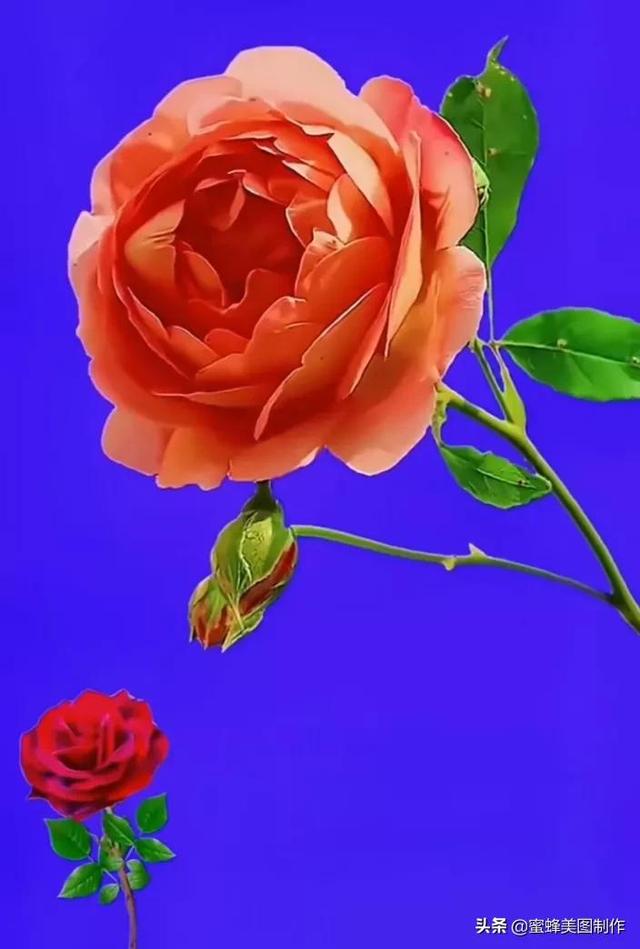 鲜花，因盛开而芬芳，因走过而醉人