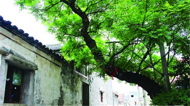 柚子树 蜂蜜柚子茶